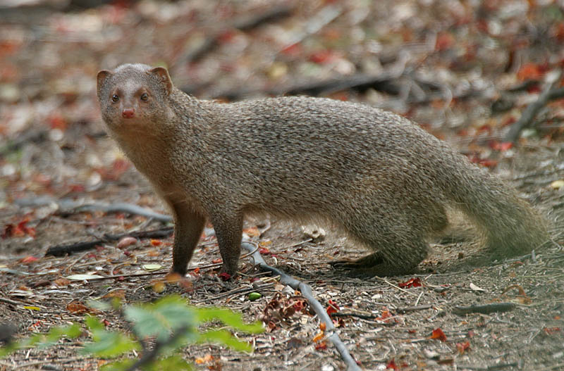 Herpestes_edwardsii_at_Hyderaba.jpg