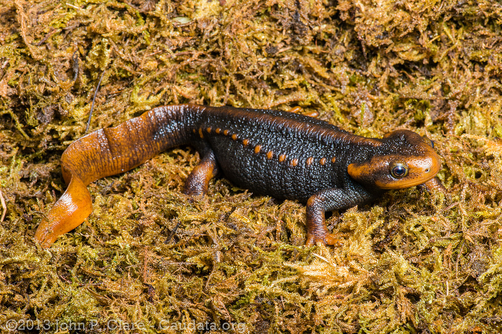 Himalayan newt.jpg