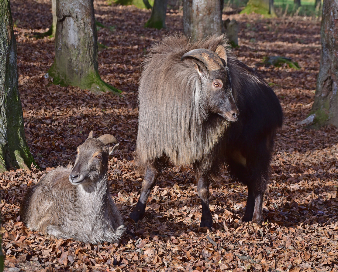 Himalayan Tahr.jpg