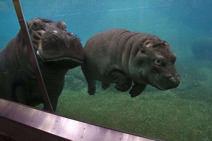hippo.jpg