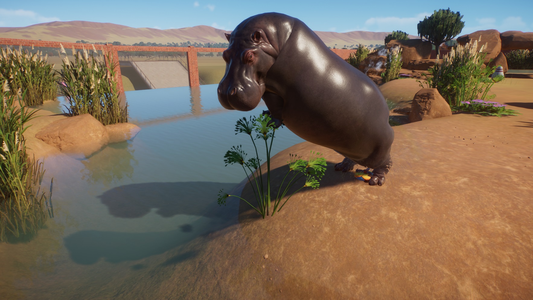 Hippo.jpg