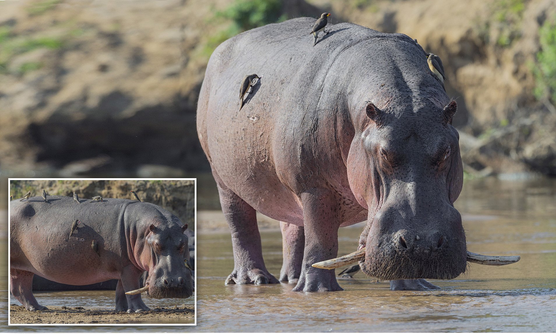 hippo-tusks-1.jpg