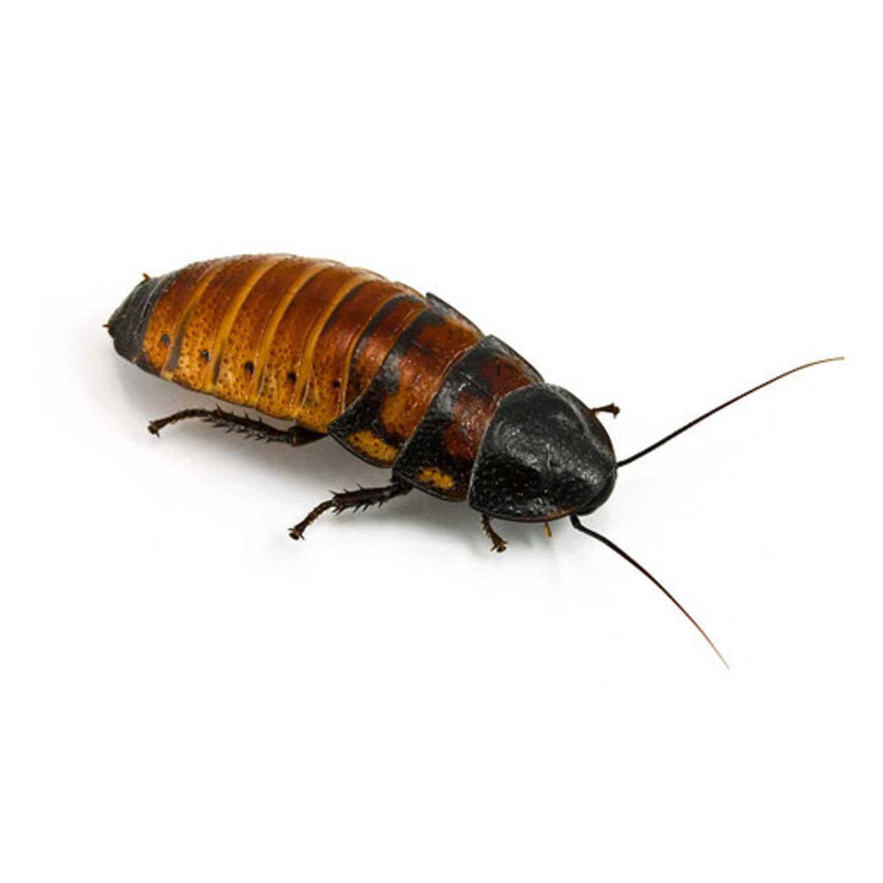 Hissingcockroach__23661.1495802131.500.750__42446.1683928679.500.750__64712.jpg