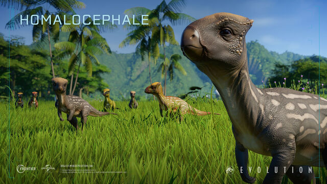 Homalocephale_evolution.jpg