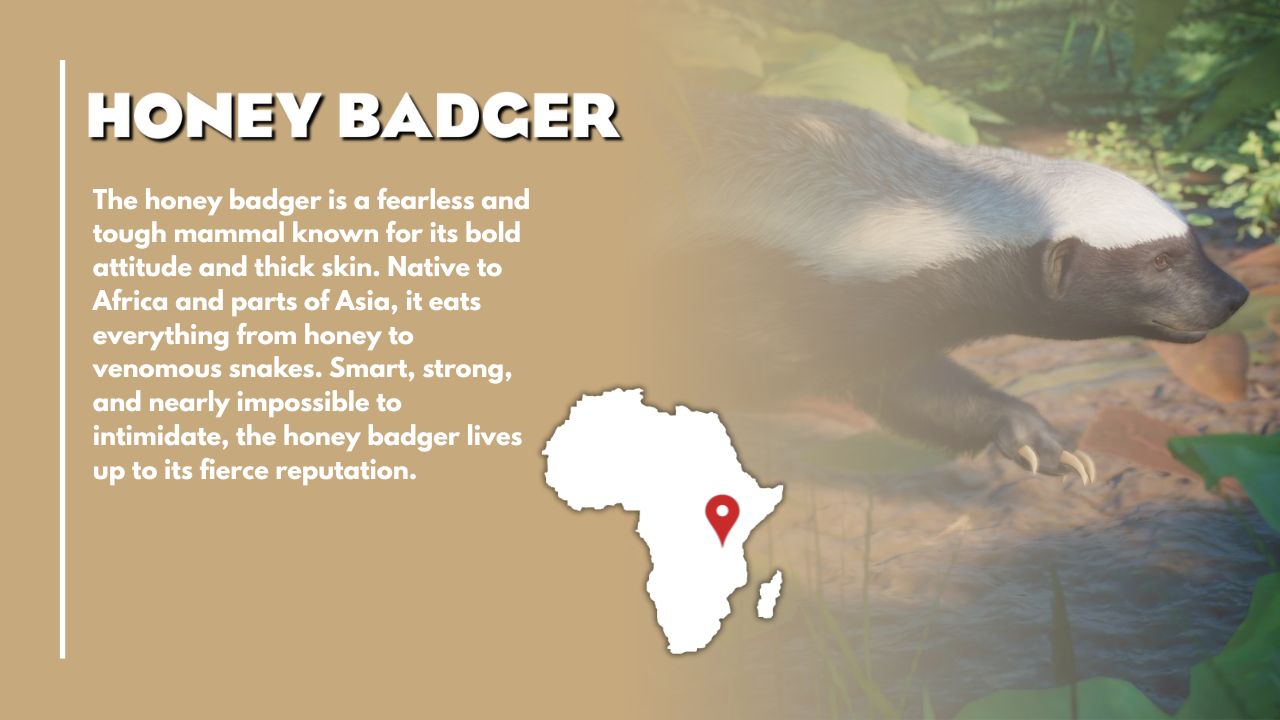 Honey Badger (1).jpg
