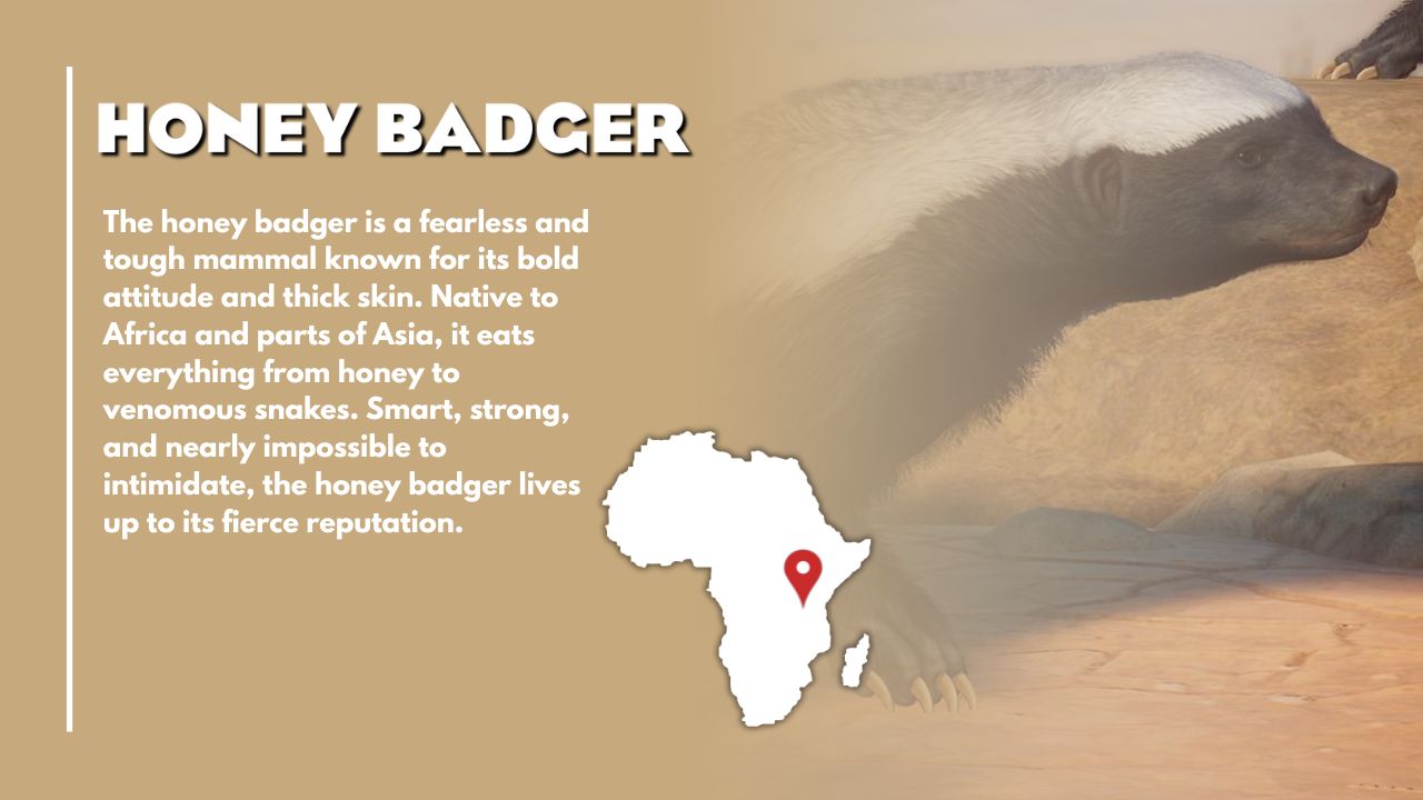 Honey Badger (2).jpg