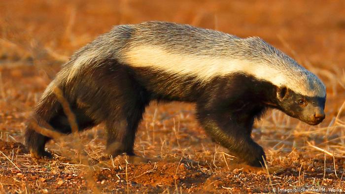 honey badger.jpg