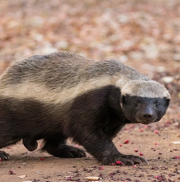 Honey_Badger.jpg