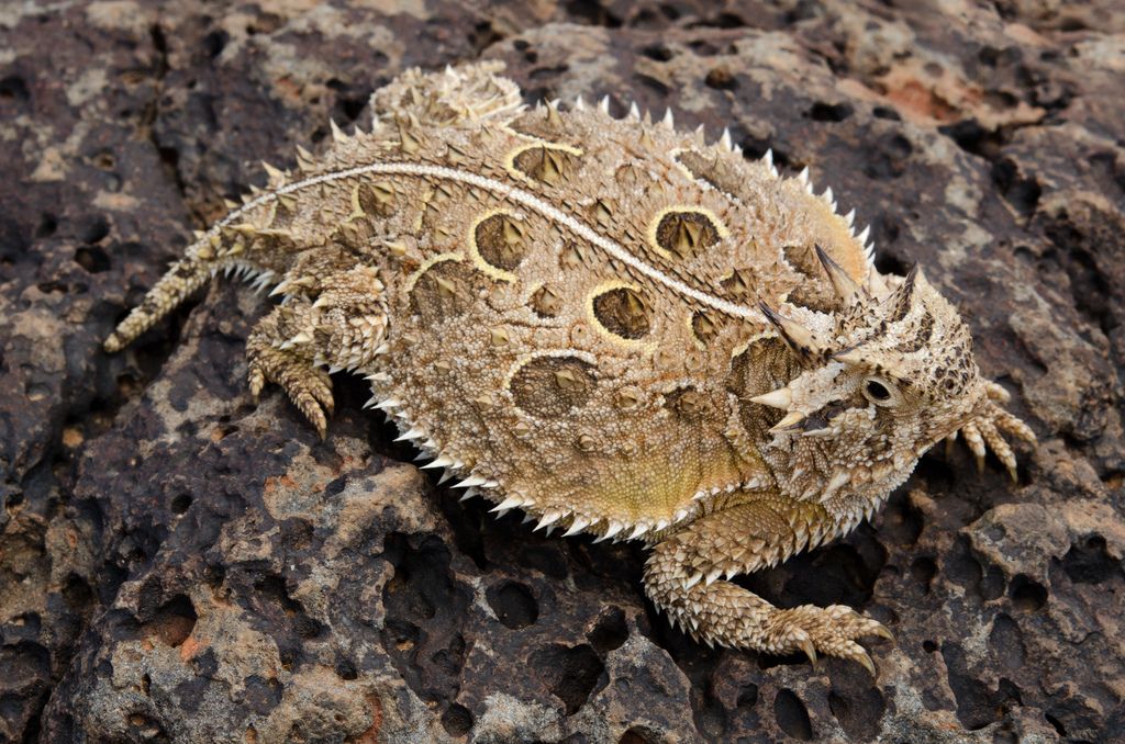 Horned lizard1.jpg