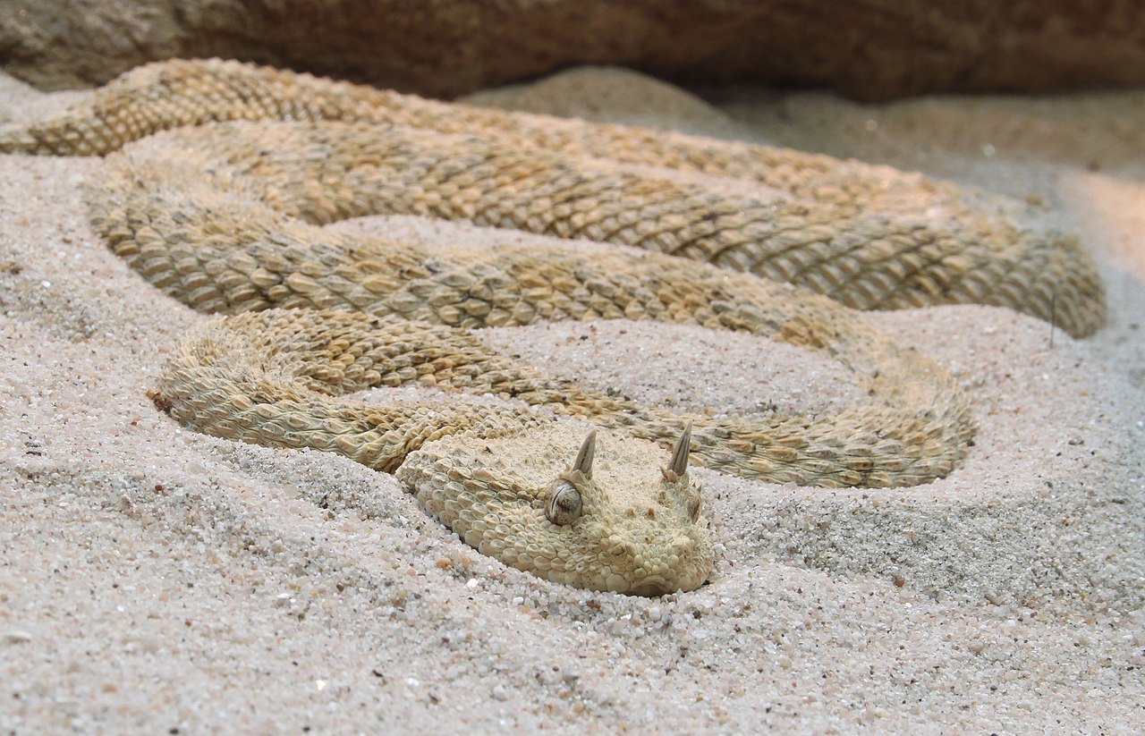 Hornviper_Cerastes_cerastes.jpg