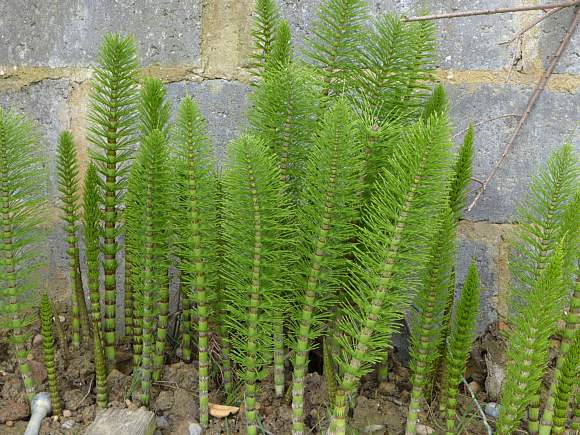 Horsetail(Great)_2018_05_13_(A)_CliffEnd_PettCoast_circ_126p1.jpg