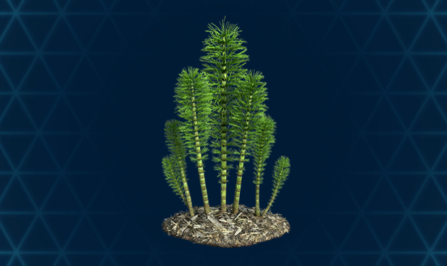 Horsetails.png