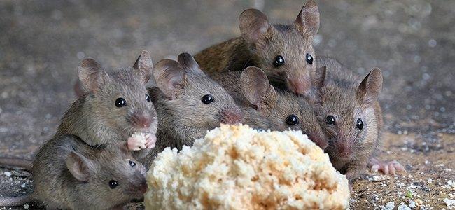house-mice-eating-food[1].jpg