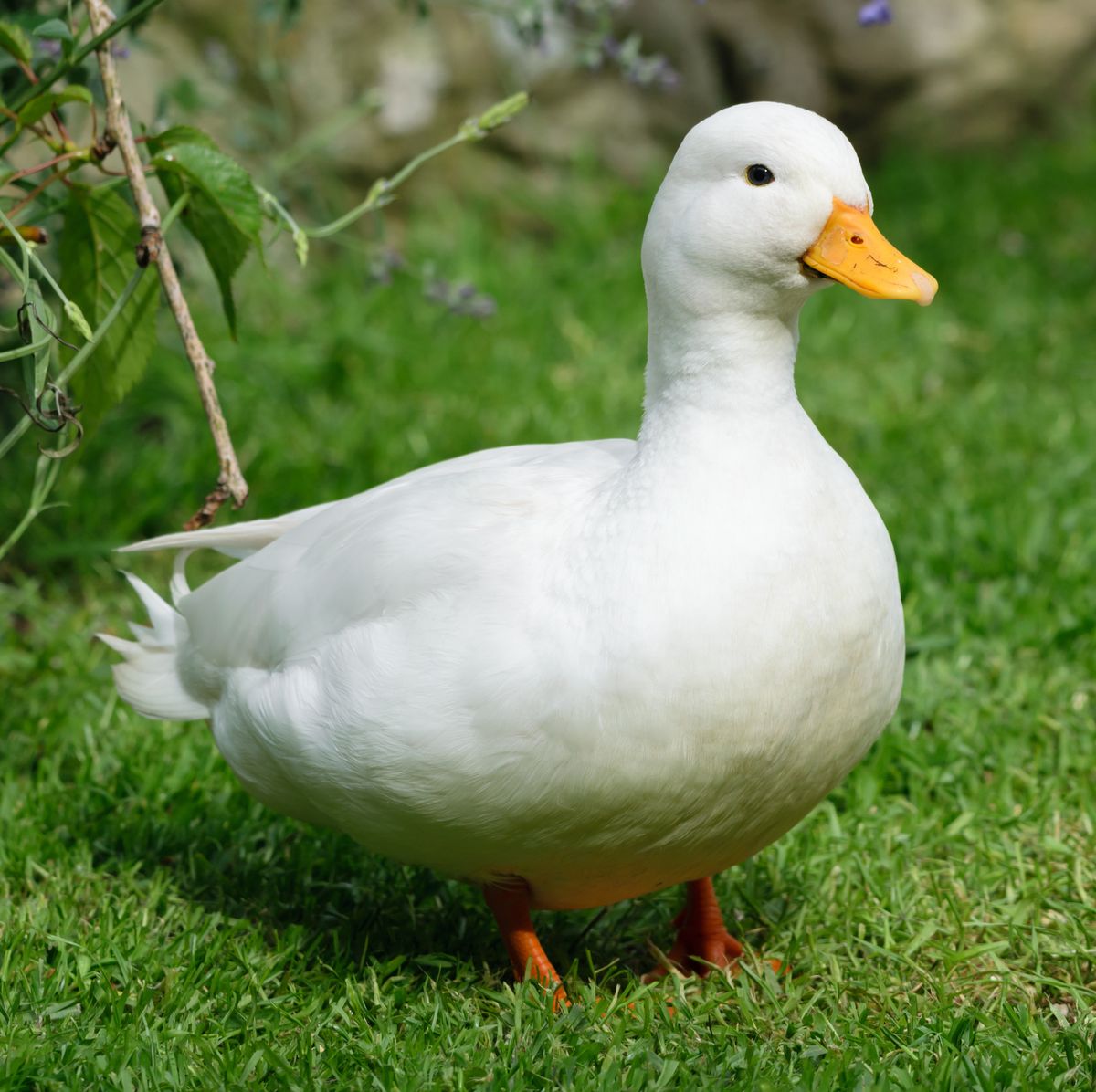 how-to-keep-ducks-call-ducks-1615457181.jpg
