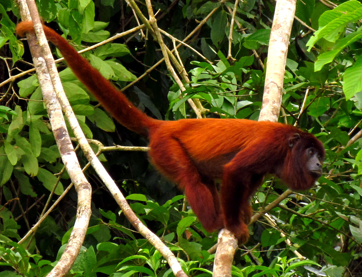howler monkey.jpg