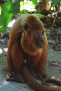 Howler_Monkey_at_Parque_Ambue_Ari,_Bolivia.png