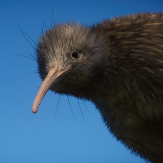 httpswww.google.comurlsa=i&url=https%3A%2F%2Fen.wikipedia.org%2Fwiki%2FShoebill&psig=AOvVaw01b...jpg