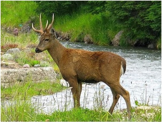 huemul.jpg