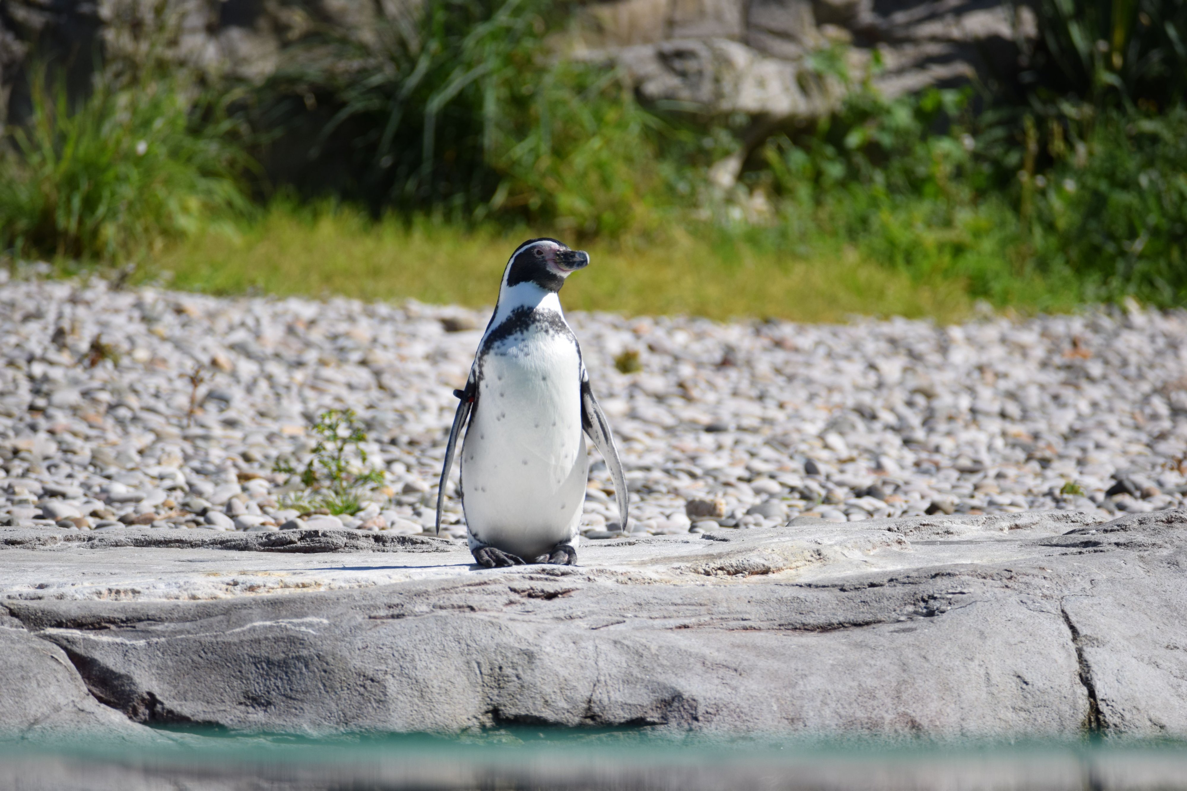 Humboldt Penguin.jpg