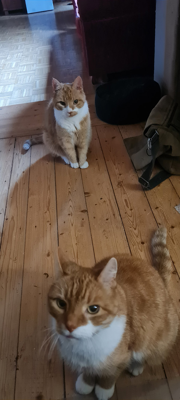 Hungry cats.jpg