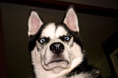 husky1.jpg