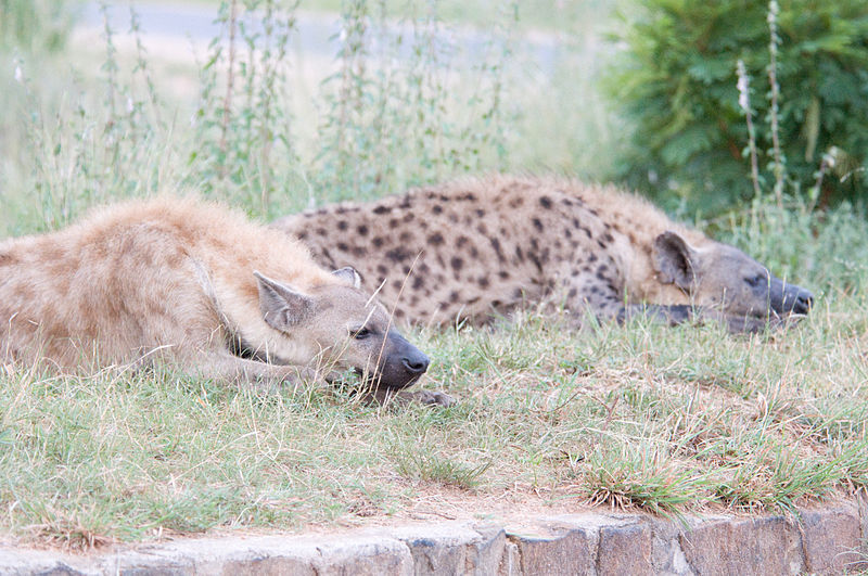 hyena1.jpg