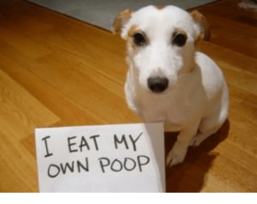 i-eat-my-own-poop-8682271.png