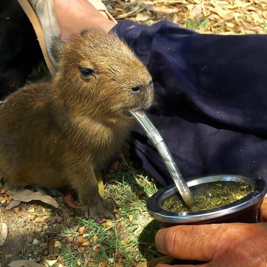 i-saw-some-videos-of-capybaras-appearing-to-drink-yerba-v0-0r7ob08q1l9c1.jpeg