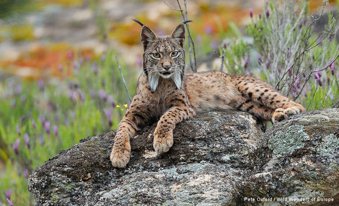 iberian lynx.jpg