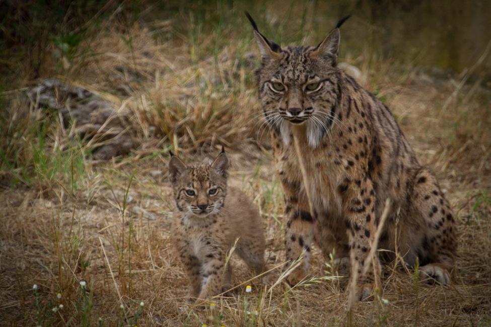 Iberian_Lynx_mother_with_her_cub_watching.jpg