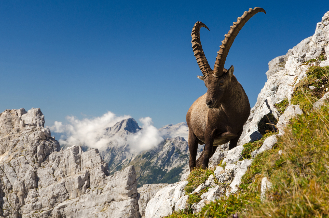 ibex.jpg