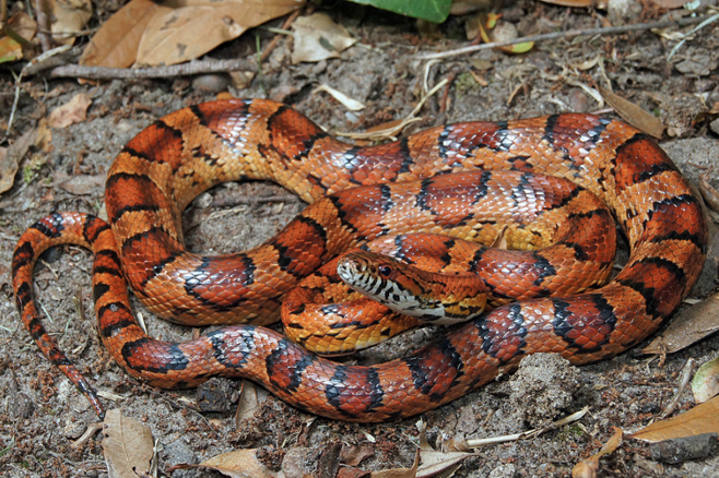 ID-Cornsnake-2.png