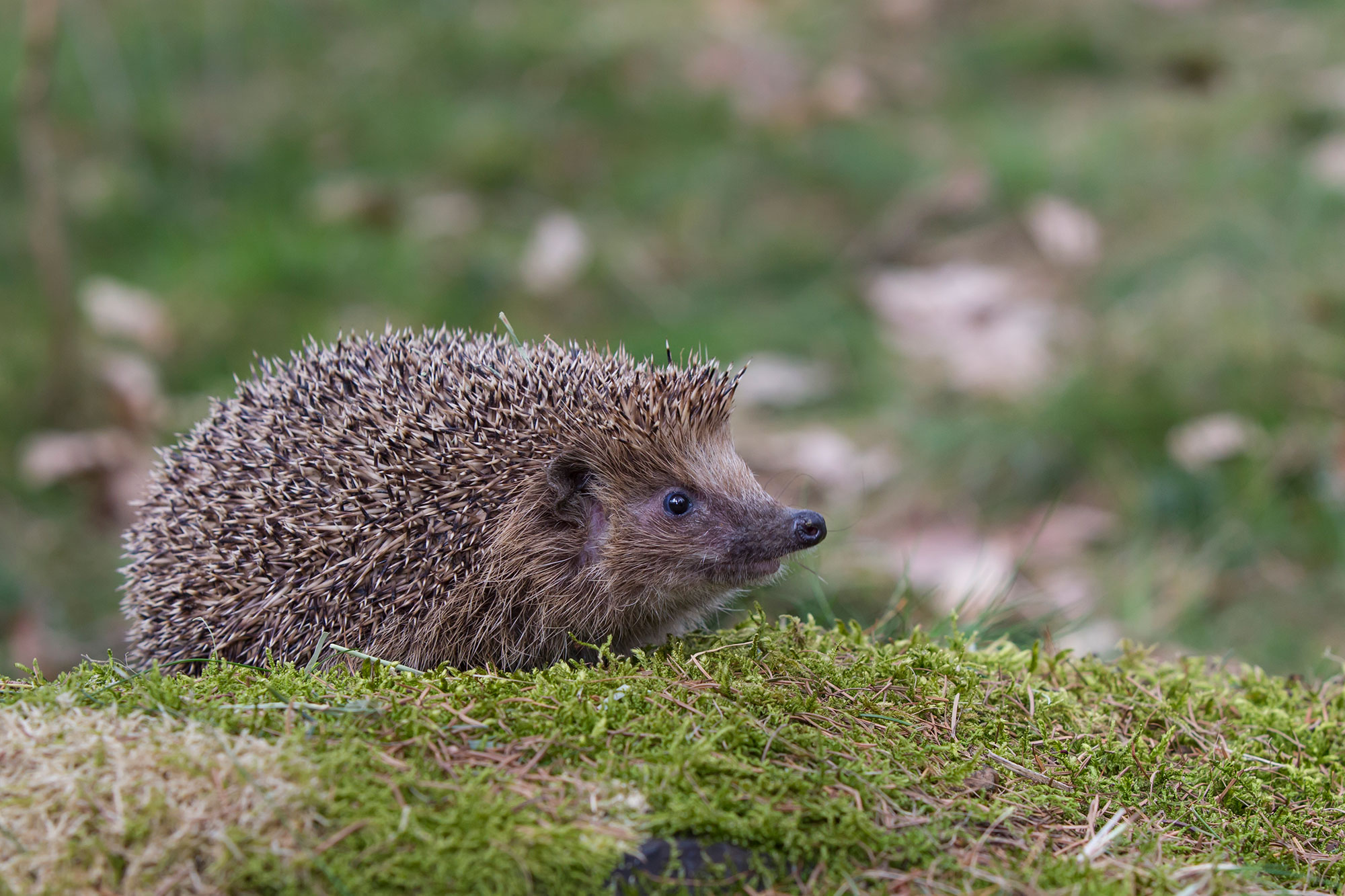 Igel-auf-Moos--Marcus-Bosch---LBV.jpg