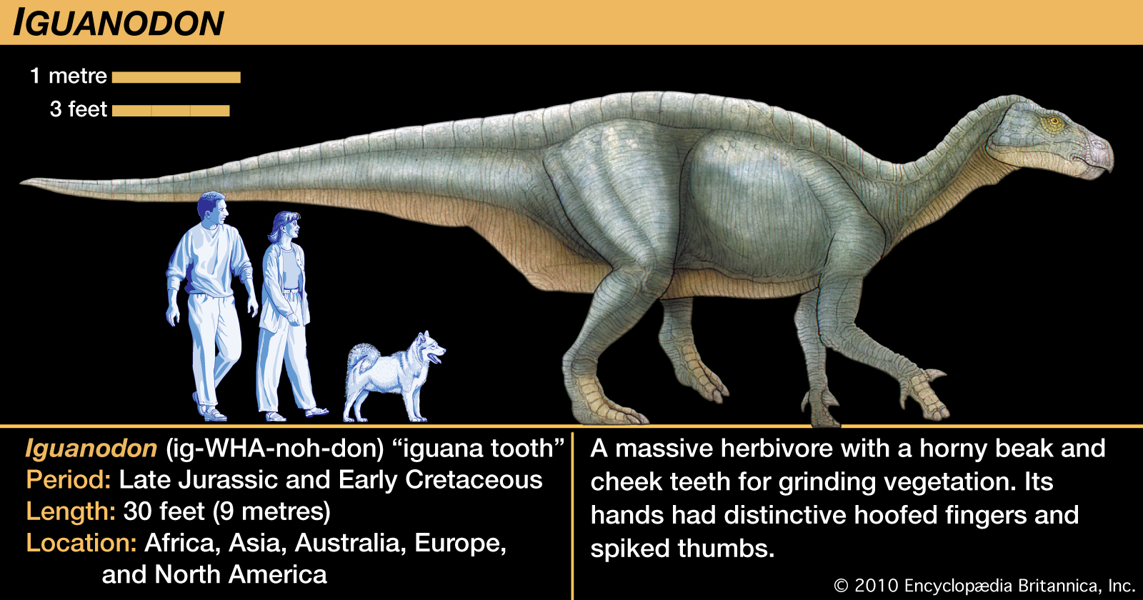 Iguanodon-scientists-legs-tail-ground.jpg