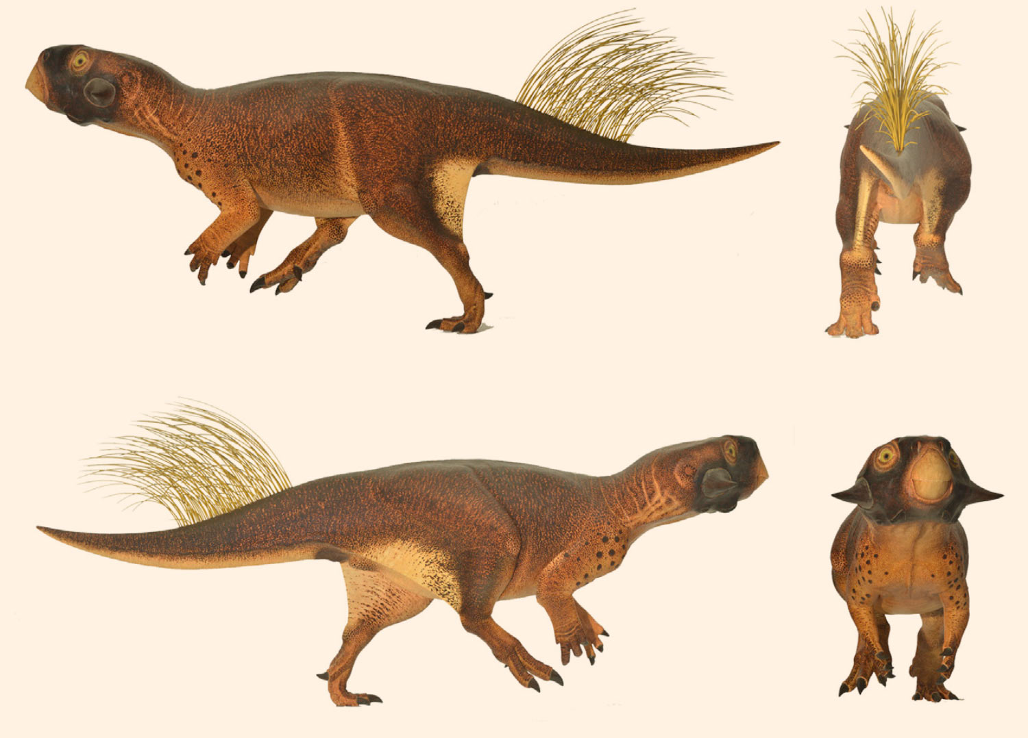 image_4197_1e-Psittacosaurus.jpg