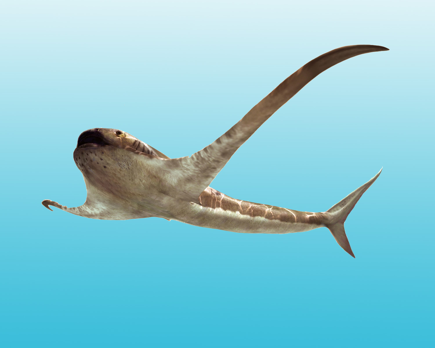 image_9470_1e-Aquilolamna-milarcae.jpg