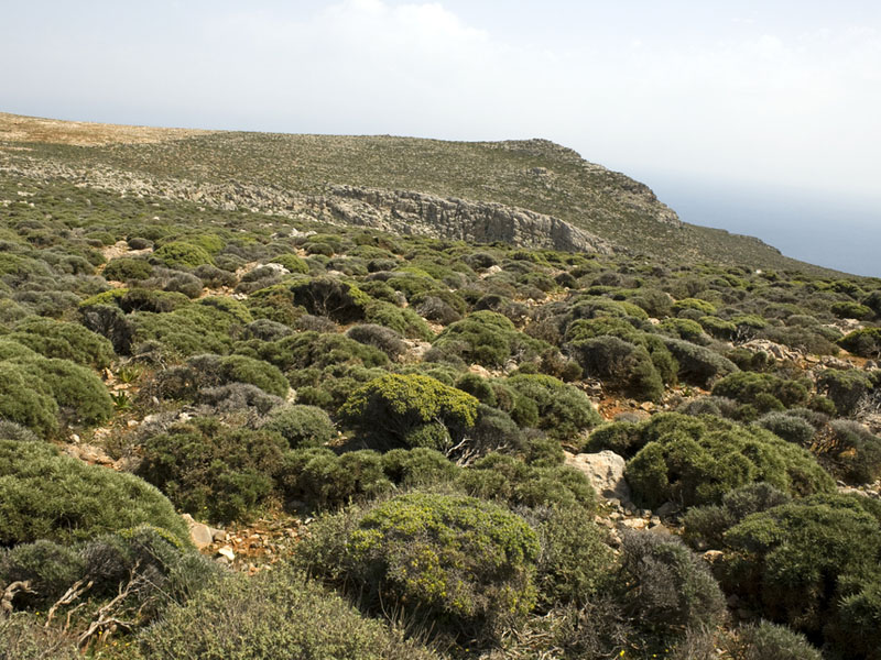 img-eco-mediterranean2_big.jpg