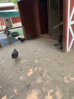 IMG_3084.jpeg