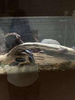 IMG_3087.jpeg
