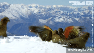 IMG_5813.gif