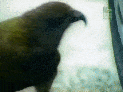 IMG_5816.gif