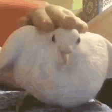 IMG_5818.gif