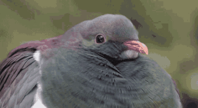 IMG_5826.gif