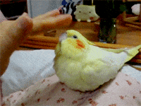 IMG_5827.gif