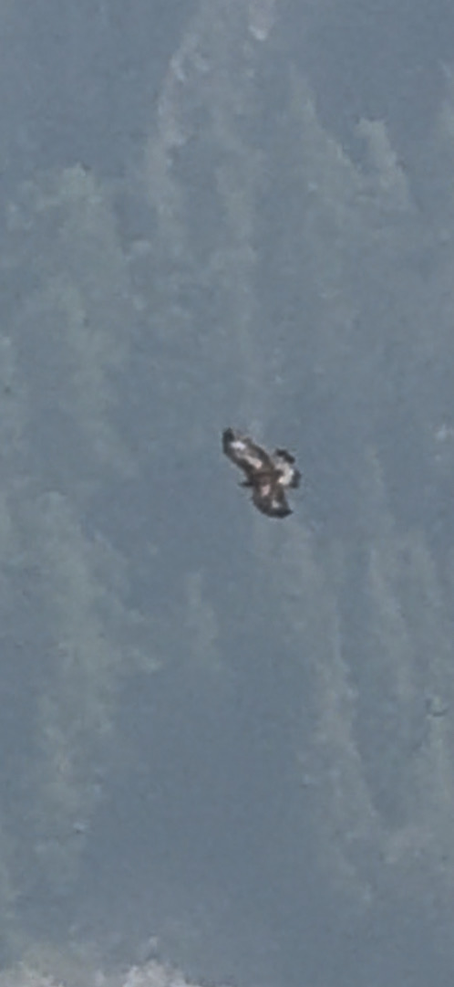 IMG_6239.jpeg