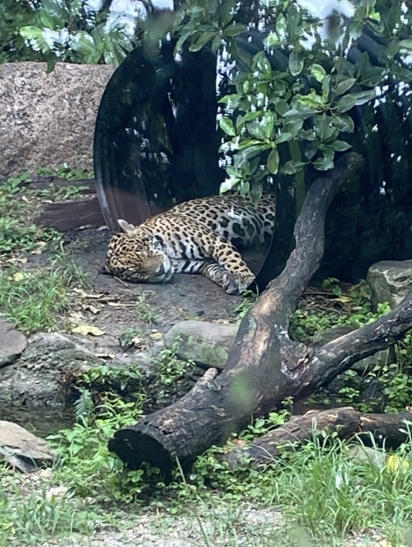 IMG_6272.jpeg