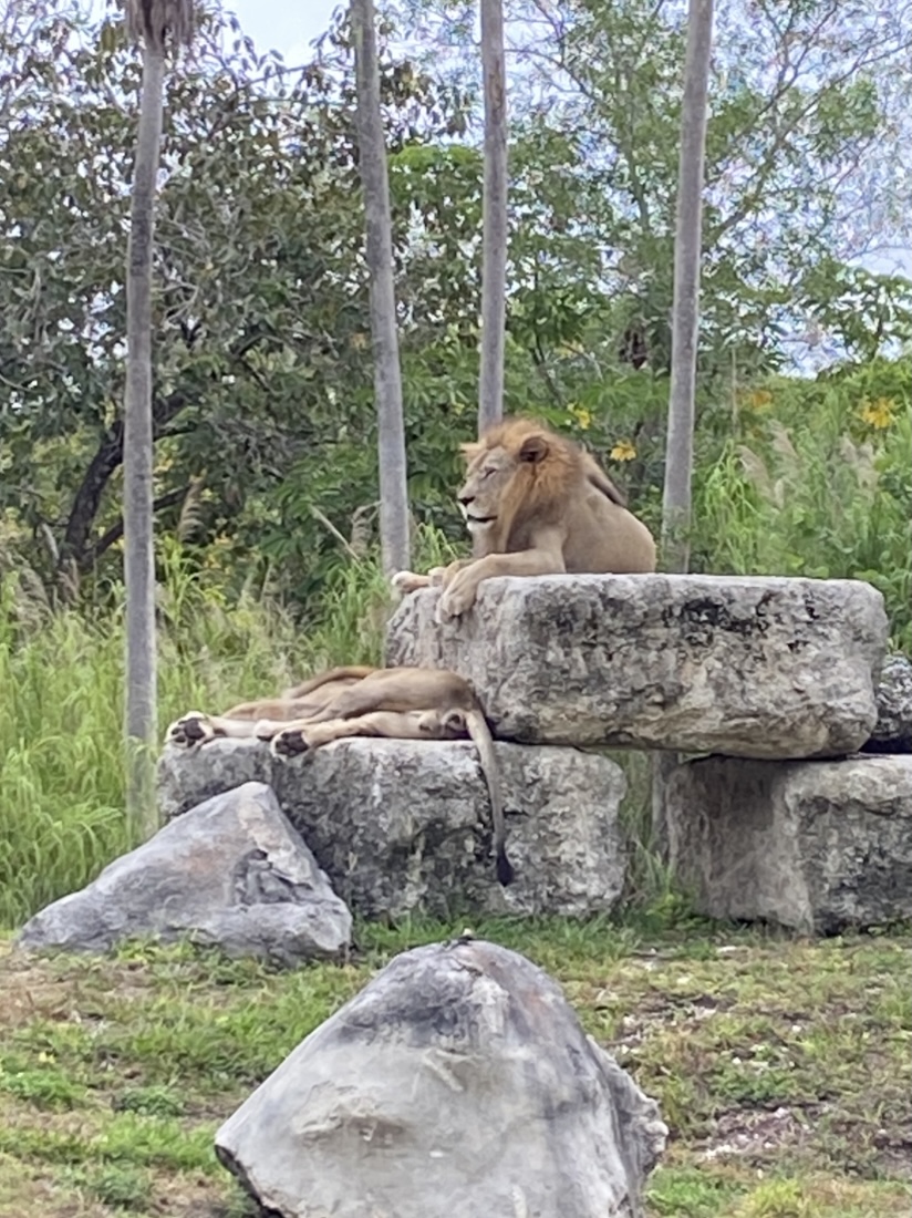 IMG_6281.jpeg