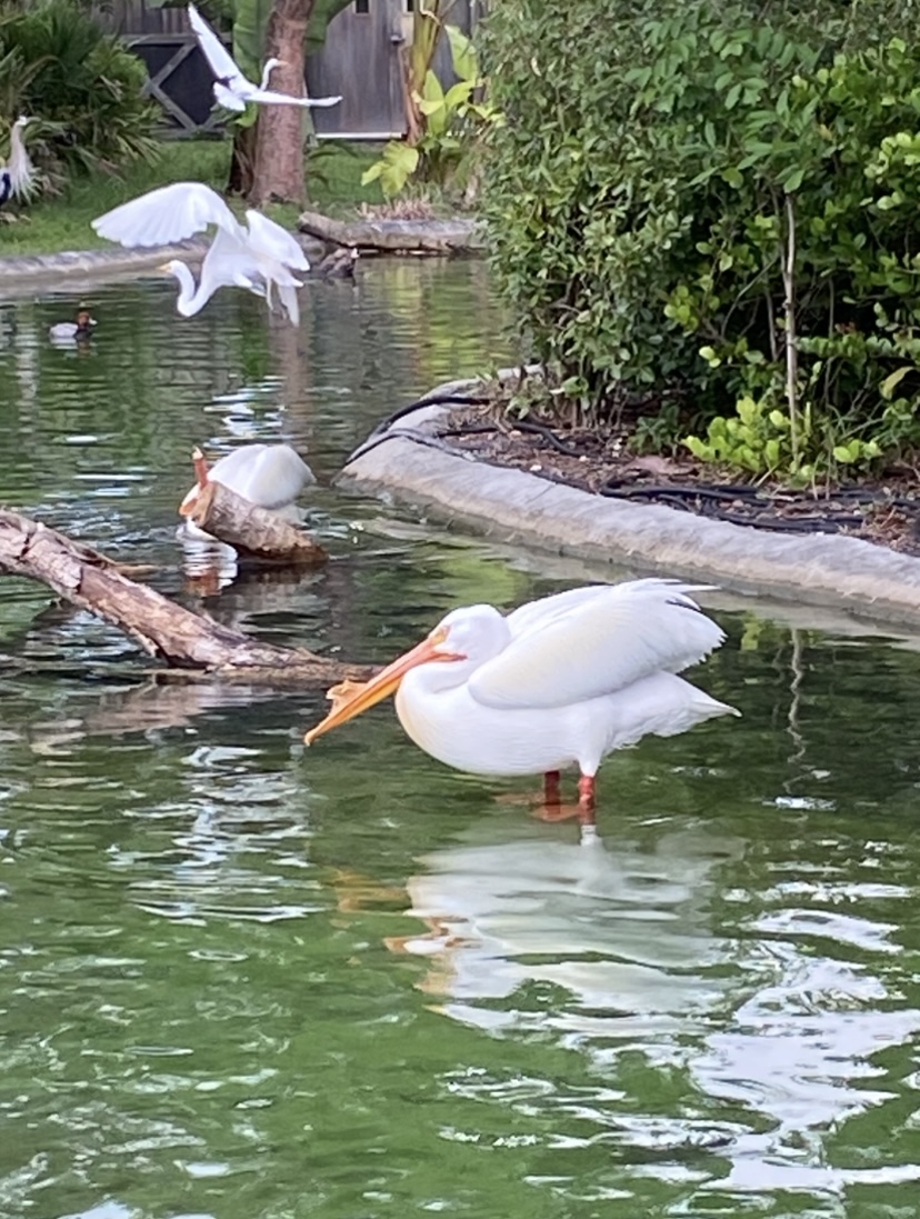 IMG_6284.jpeg
