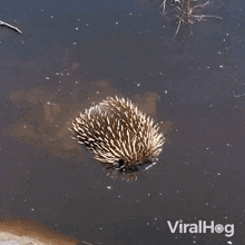 IMG_6534.gif