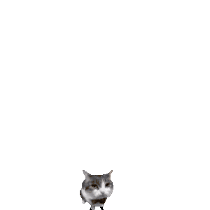 IMG_8801.gif